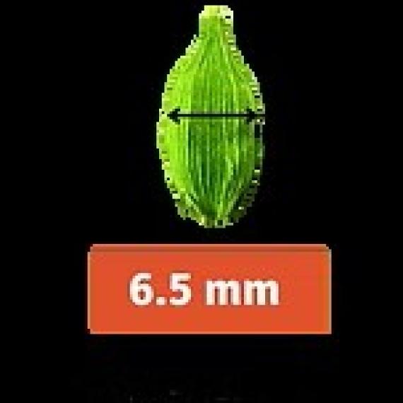 Cardamom 6.5 mm