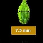 Cardamom 7.5 mm